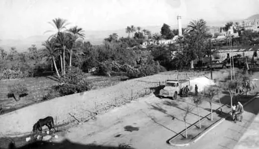 جنين 1950
