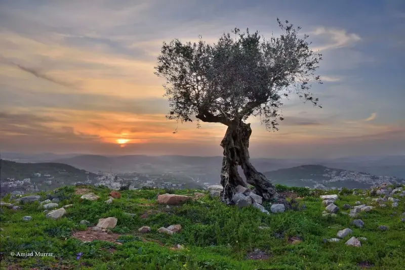 خلفية سطح المكتب 17